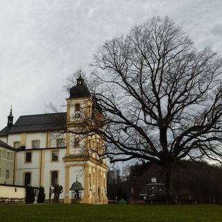 Natur und Kultur bilden eine harmonische Einheit in Maria Plain: die 150 Jahre alte Winterlinde und der im Jahr 1671 begonnene Kirchenbau.