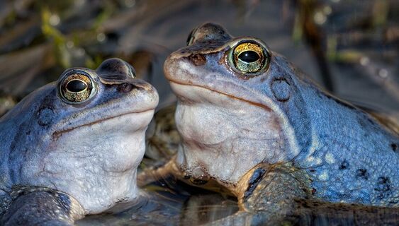 Moorfrosch im Naturpark Heidenreichsteiner Moor