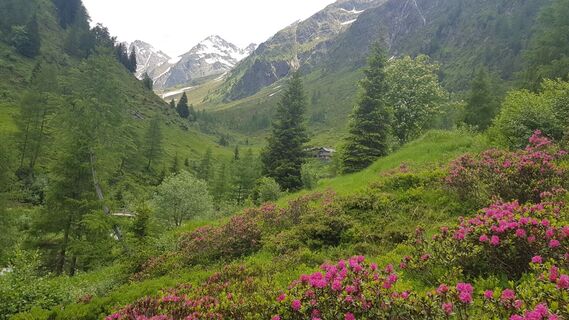 Bruggeralm-Almrosenbluete-c-Stephanie-Grosslercher.jpg