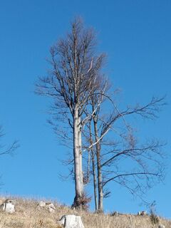 Fotografia z Bergpirat na trase