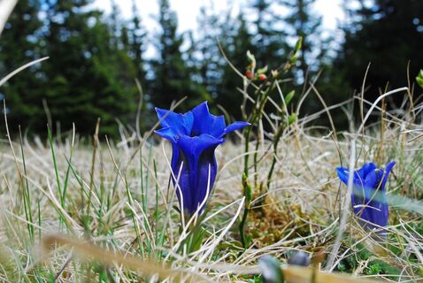 Hochalm aus dem Utschgraben über Eisenpass und Herrenkogel