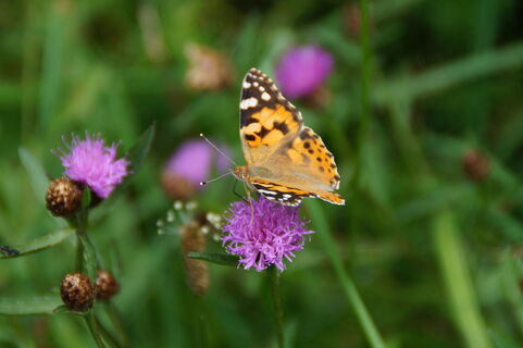 Symbolbild: Schmetterling auf Blüte