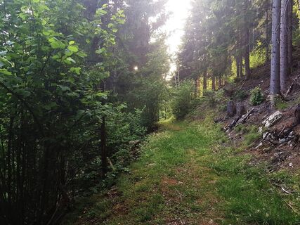 Waldweg am Gföllweg