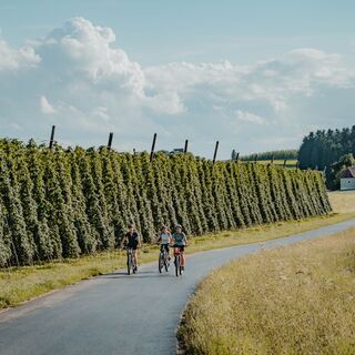 Hopfenfelder im Mühlviertler Granitland