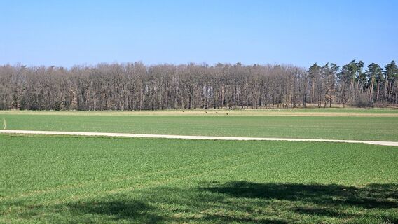 Rehe bei Gumping