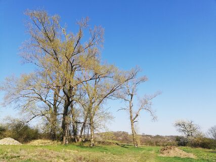 Geißberg mit uralten Schwarzpappeln (Warum kein Naturdenkmal??)