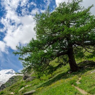 Gemsweg Saas-Fee
