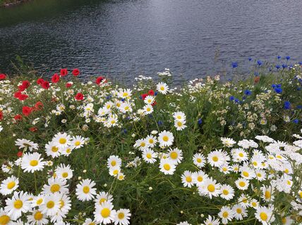Am Weiher