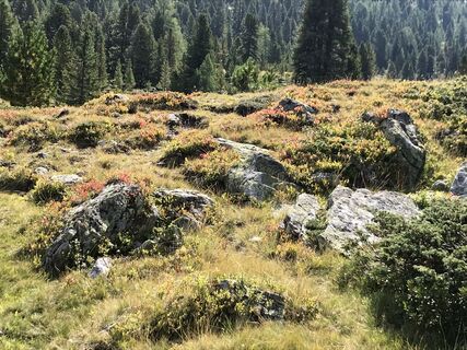 Zemljevid