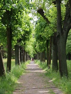 Allee ichtung Löbauer Berg