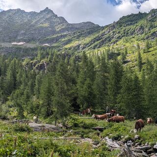 Alpe Pian Presse
