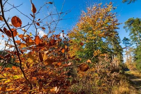 Wingst Wald