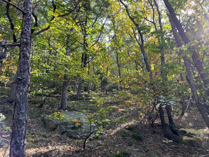 Monte Muretto Wald