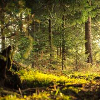 Wald Steinbühl