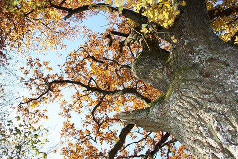 Herbstbaum
