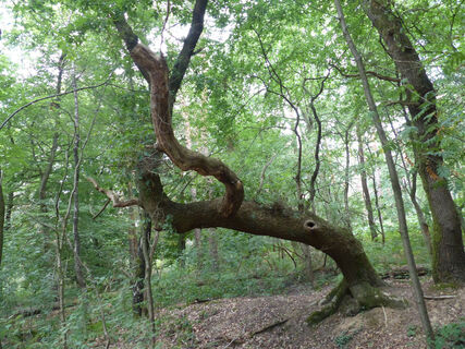Persönlichkeiten im Wald