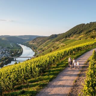 Moselschleife bei Trittenheim