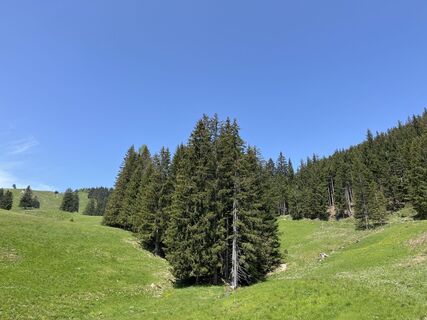 Anger_Stoisseralm