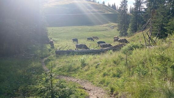 Foto von Fantom RoK entlang der Tour