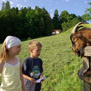 Kinder beim Ziegenfüttern am Pinzgerhof