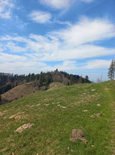 Fotografia z mosi mönä na trase