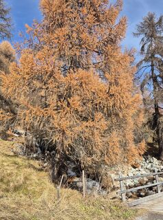 Foto von Thomi W entlang der Tour