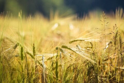 Saftige Weizenfelder rund um Bad Gams