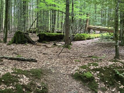 Photo de Lainie le long du parcours