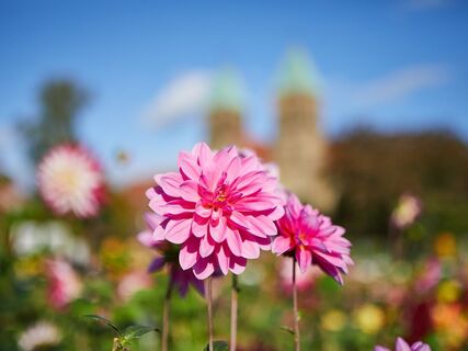 Legden Dahliengarten
