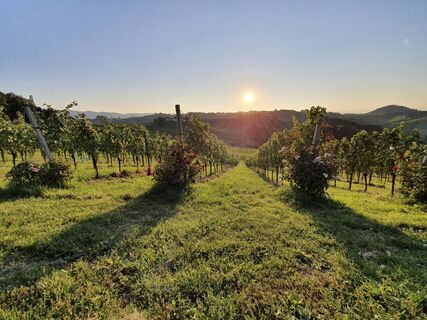 Abendstimmung in der Südsteiermark