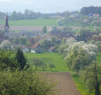 Obstblüte in St. Margarethen