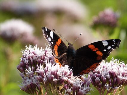 Schmetterling