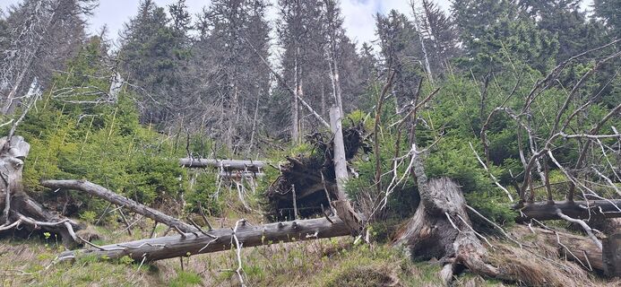 Fotografia z Hallunke Frank na trase