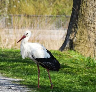 Storch im Bachlauf - Storchenstation Elbrinxen