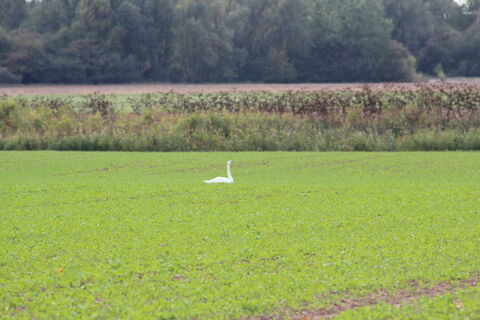 Schwan