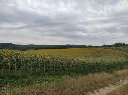 Fotografija s spletne strani Làszló Visi na poti