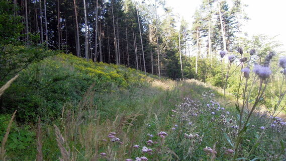Botanik am Wegesrand