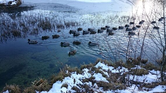 Enten am winterlichen Hubertussee
