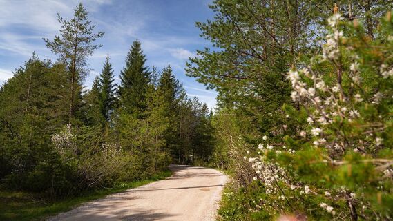 Scharnitz - Wanderung Dorfrunde - Weg durch den Wald mit blühenden Bäumen.jpg
