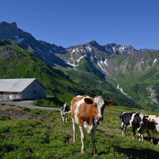 Alp Gritsch