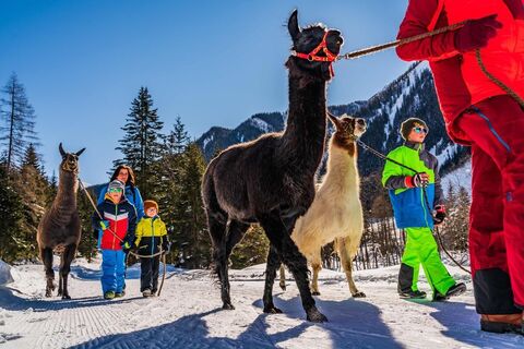Wanderung mit den Tauernlamas