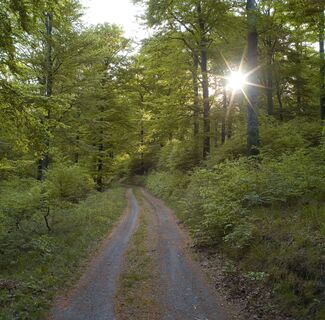 Wanderweg duch Buchenwald