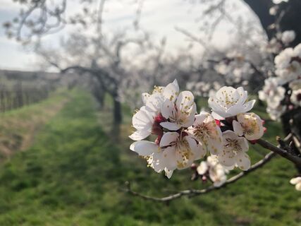 Marillenblüte in der Wachau