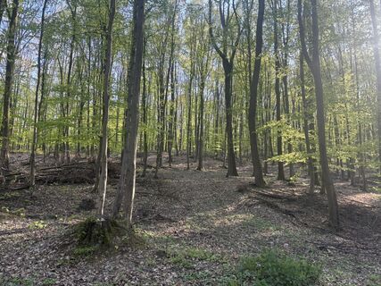 Foto de Reti Alicia a lo largo del recorrido