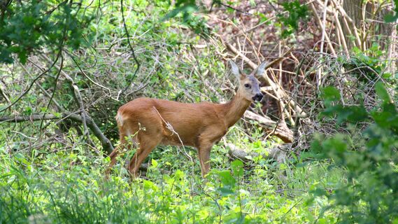 Reh in der Natur bei Hemslingen