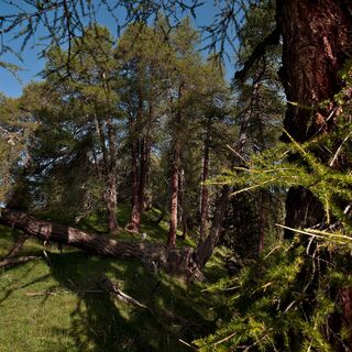 Unterwegs im Nadelmischwald bei Scuol