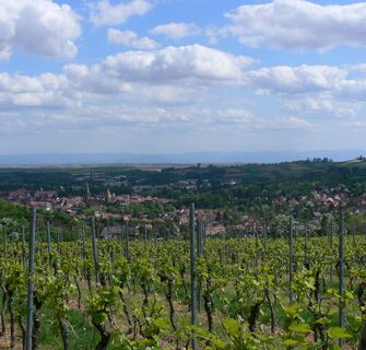 Oberhalb Wissembourgs wachsen geographisch geschützte Weine wie der Crémant d'Alsace.