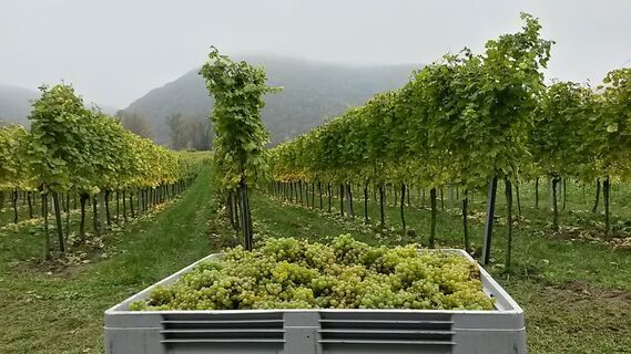 Weinlese in Dürnstein