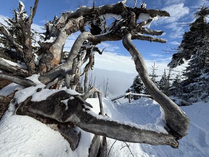 Foto von Natur_erleben_dg entlang der Tour