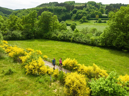 Nat'Our Route 1, Ginsterblüte beim Dreiländereck Ouren
